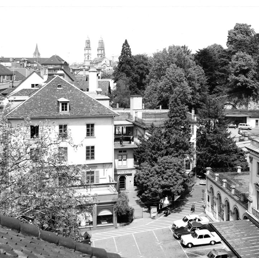 Olivenbaum
